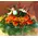 Christmas garden in basket