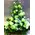 Green White Flower Arrangement