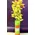 Vase with cymbidium orchid