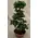 Bonsai exclusive S-form