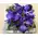 Arrangement with vanda orchids in zink tray