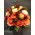 (21) orange - salmon  roses A' quality Dutch or Ecuador with greens