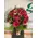 Design bouquet (51) red roses Extra Quality Dutch + Colored Water + Vase!!! Special