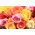 Big headed ecuadorian roses bouquet (11 stems) with greens !!!