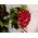 Design μπουκέτο  με (31) κόκκινα τριαντάφυλλα + Βάζο !!!