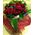 red roses Extra Quality Dutch