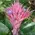 Arstone quality pot with "Aechmea" plant !!!