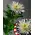 Chrysanthemums Single Heads Exclusive Anastasia
