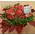 Autumn flowers