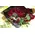 red naomi roses