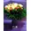 Tulips (30) stems gift wrapped. Special +15 euro