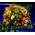Flower arrangement on tray. Multi color roses combination !!! (Exclusive)