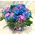 Blue Roses (21) stems exclusive in basket !!!