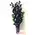 Exclusive cymbidium  orchids in design glass vase. "Painted"