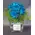 Glass  with "blue(dyed) roses"