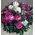 Flowers for new born baby