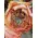 "Caraluna" Extra special new variety rose with (4) hearts.