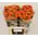 "Caraluna" Extra special new variety rose