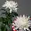 Chrysanthemums Single Heads Exclusive Antonov