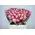 Roses  Classy Alison or Advance Sweetness.