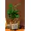 Plant Coffea in glass vase.!!!
