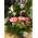 Christmas Arrangement & Decoration.