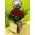 (50) red roses bouquet Extra Quality Dutch + vase + Happy Birthday Balloon !!!