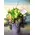 Green Bouquet