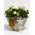 Christmas Plants & Decoration in  Pot