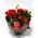 Christmas Plants & Decoration in Pot