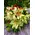 Spring  bouquet