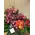 Christmas winter basket with elegant flowers
