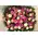Big headed ecuadorian (best in the world) roses basket (50+ stems) with greens !!! (mixed colors)