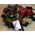 florist greek