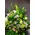 Arrangement in basket for new born girl + stick balloon