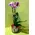 Phalaeonopsis midi. Special !!