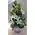 Arrangement in glass vase with white flowers