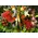 Rainbow colors flower arrangement in basket.Spring flavor !!!