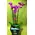 phalaenopsis orchid special in artstone pot