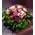 Spring colored flowers in basket. Pink Spring !!!