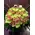 Pink & White Roses Roses Bouquet !!!
