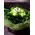 (41) white roses A' quality Dutch with greens gift wrapped.
