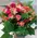 Powerful bouquet