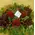 Christmas red flowers in  basket