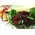 Box with roses