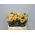 "Cabana" Extra special new variety rose with (4) hearts.