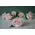 Pink or White Roses (40) stems.Super Week Offer