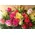 mixed roses bouquet