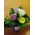 Τριαντάφυλλα mix (10)τεμ. ποτ 2,00€. !!! (Μόνο για Αθήνα Κέντρο & Προάστια)