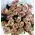 Roses "Safi" Purple